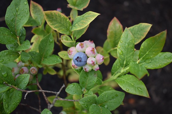 blueberries-2436505_1280.jpg